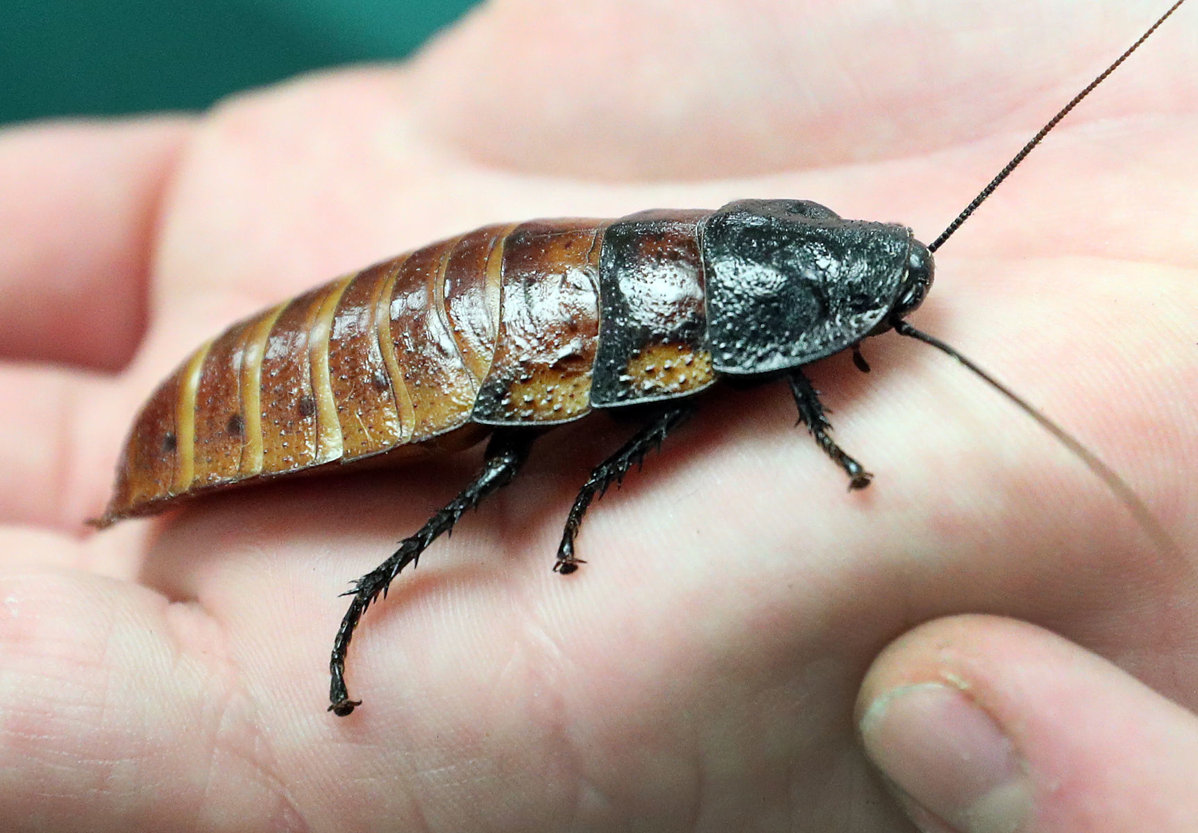 A hissing cockroach